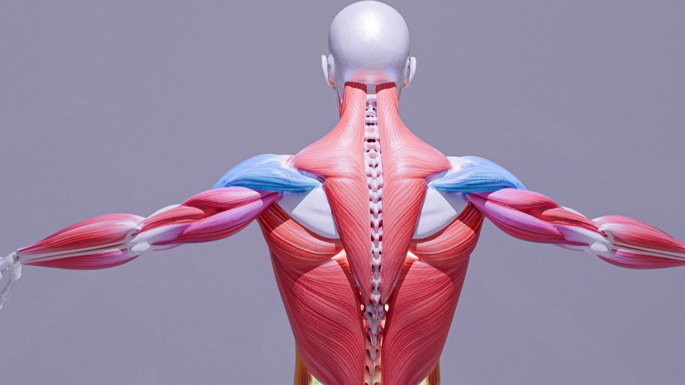 Anatomical view of the back and spine muscles